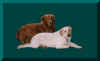 dogs2.jpg (13133 bytes)